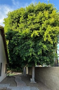 ficus house tree pruning marbella
