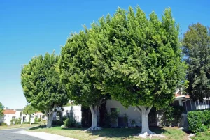 ficus house tree pruning marbella