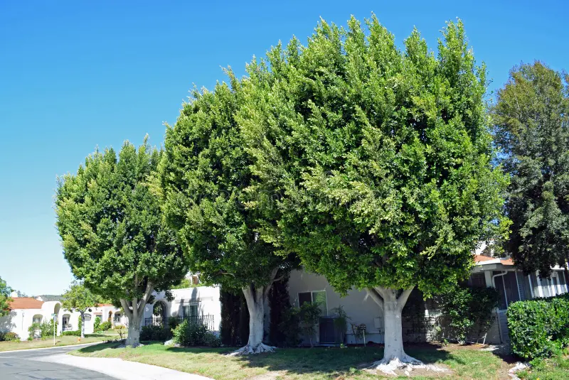 ficus house tree pruning marbella