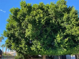 ficus house tree pruning marbella