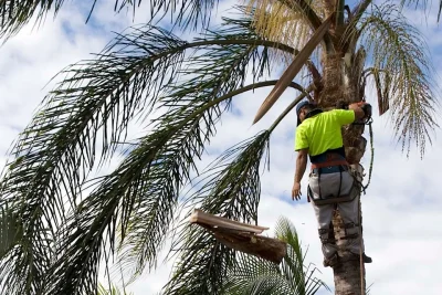 palm cost