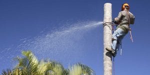 palm tree removal malaga cut tree