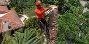 palm removal malaga