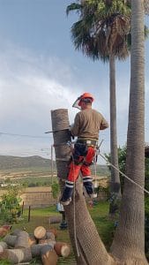 palm tree removal malaga cut tree