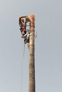 palm tree removal malaga cut tree