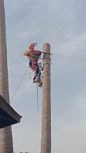 palm tree removal malaga cut tree