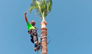 palm tree trimming malaga prune