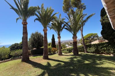 palm trimming season malaga