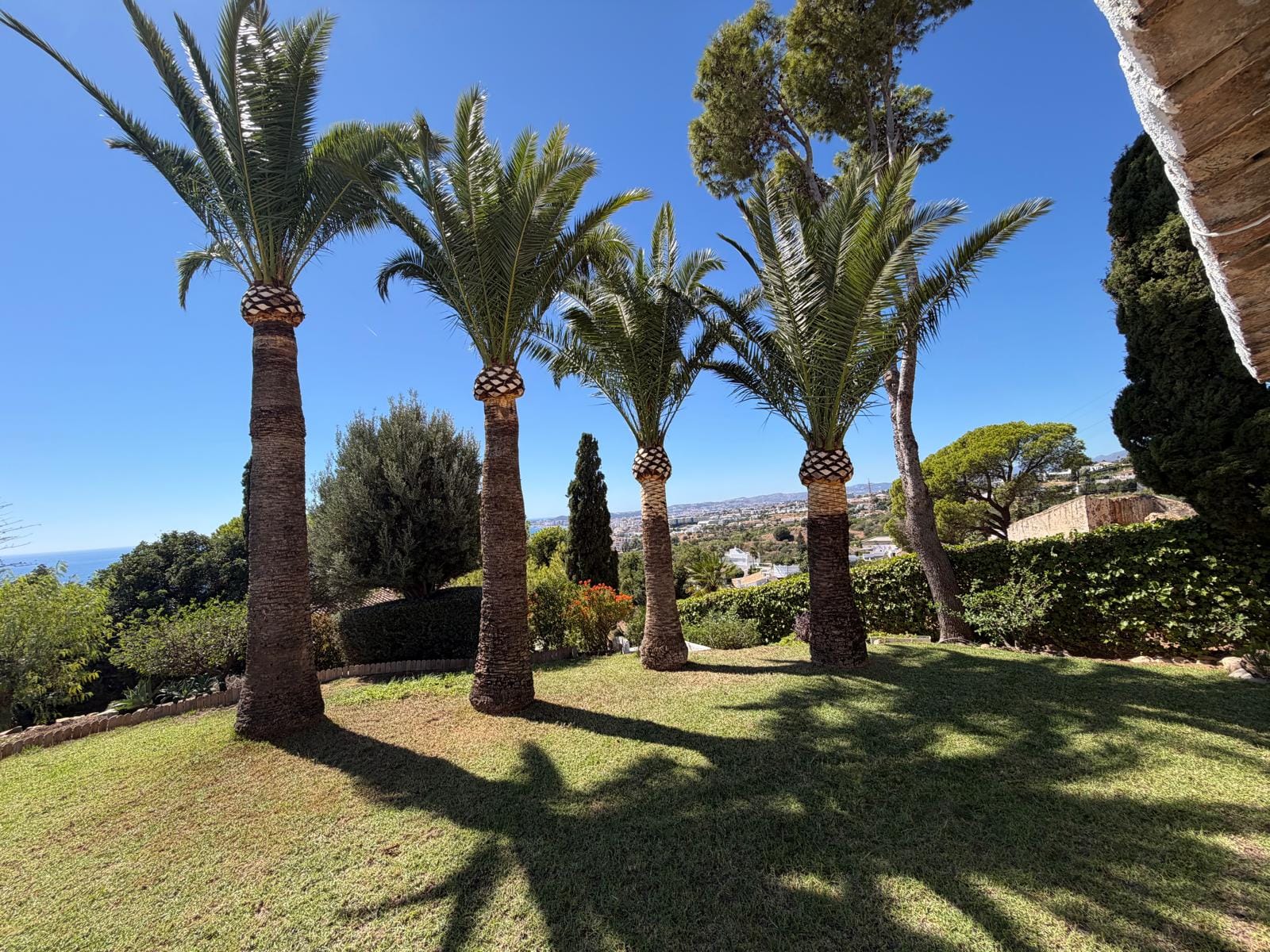 palm trimming season malaga