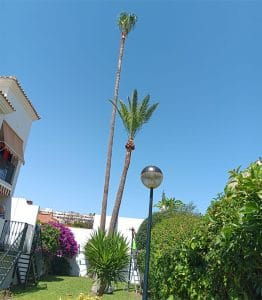palms trimming prune marbella
