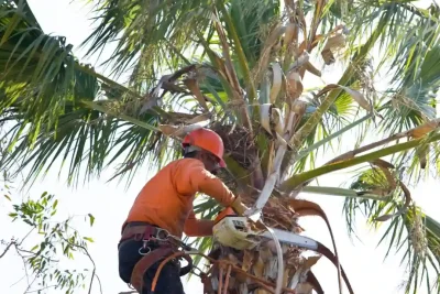 prune licence